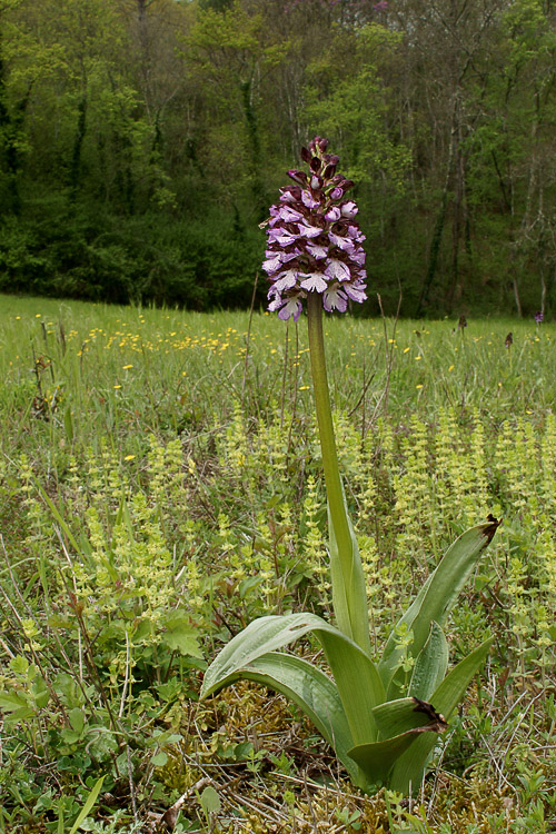 Spettacolo di Orchis purpurea!